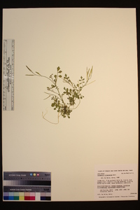 Cardamine oligosperma image